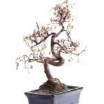 Bonsai Tree